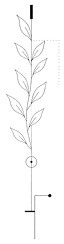 fleurs